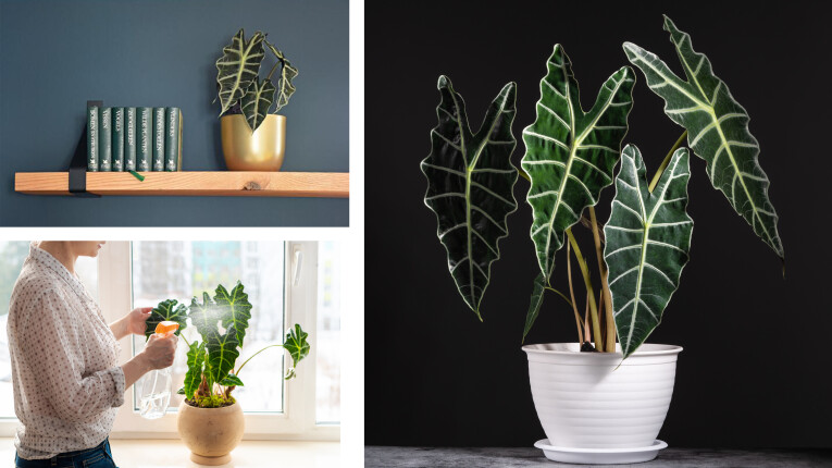 Kamerplant van de week: Alocasia x amazonica 'Polly'