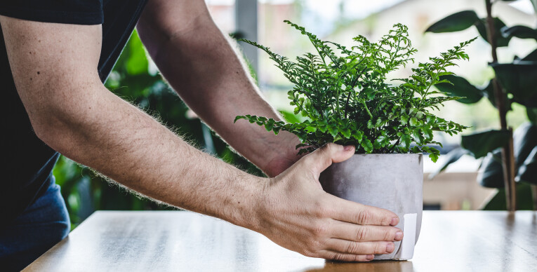 Asplenium parvati kamerplant