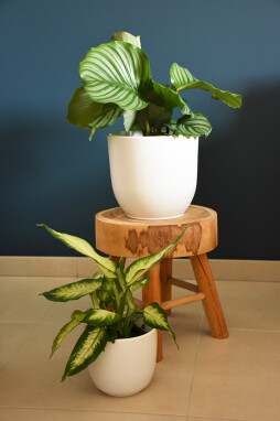 Calathea orbifolie samen met Dieffenbachia