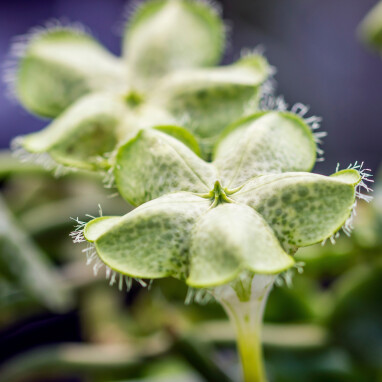 Bloem van de Afrikaanse parachuteplant