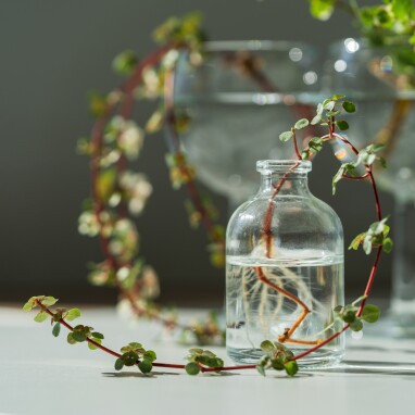 Pilea glaucophylla vermeerderen