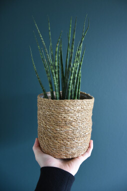 Sansevieria 'Mikado' - verzorgingstips