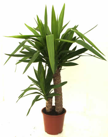 Yucca kamerplant