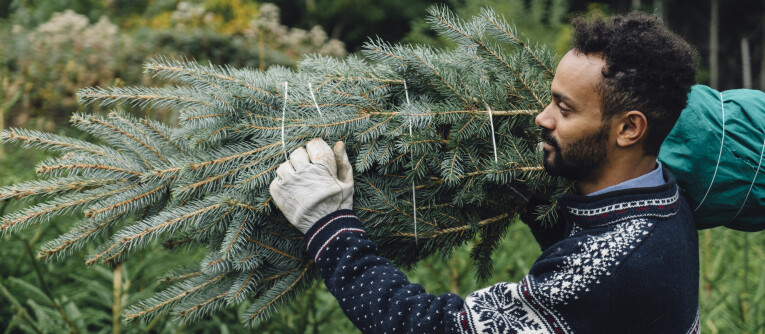 De aankoop van een echte kerstboom