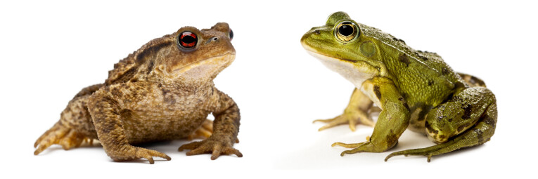 De Gewone pad en de Groene kikker