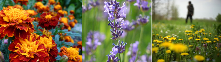 Afrikaantjes - lavendel - paardenbloemen