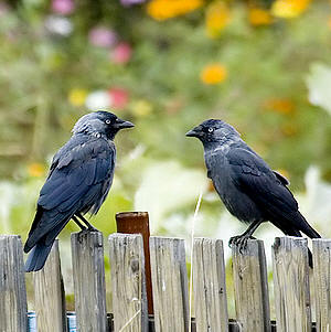 Kauw (Corvus monedula) 