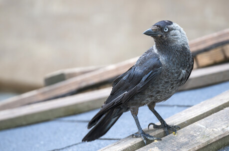 Kauw (Corvus monedula)