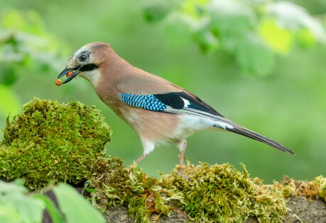 Vlaamse gaai (Garrulus Glandarius)