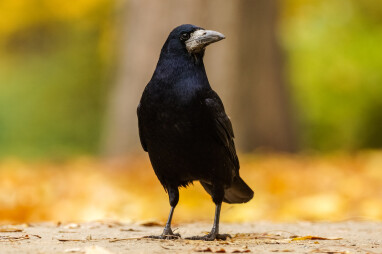 Roek (Corvus frugilegus)