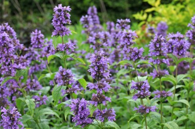 Hyssop