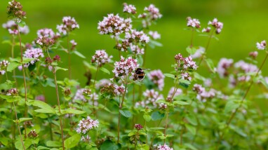 Oregano