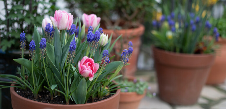 Bloembollen planten in potten