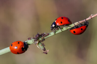 Lieveheersbeestjes als natuurlijk wapen tegen bladluizen