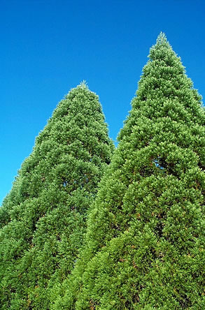 mammoetboom kunnen tot 90 meter hoog worden