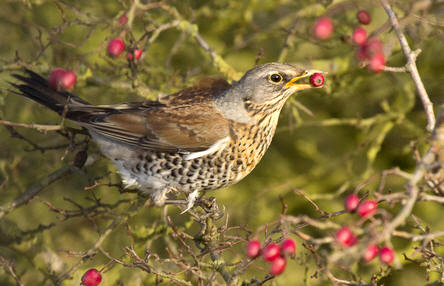 Kramsvogel