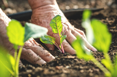 Moestuin in mei