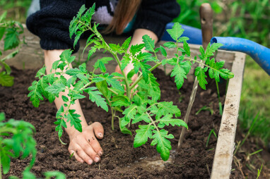 Tomaten kweken moestuin