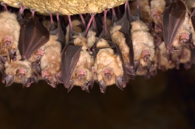 Rhinolophus hipposideros - kleine hoefijzerneus