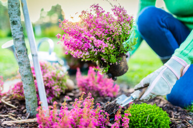 Heide planten