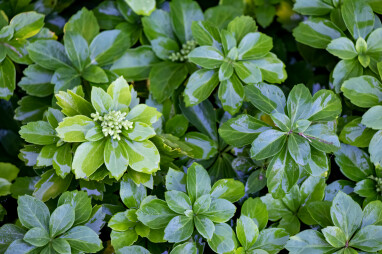 Pachysandra