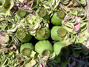 Papavers en hortensia