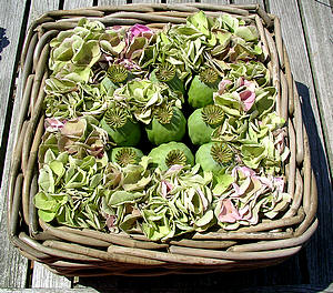 Papavers en hortensia