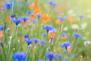 Planten die goed tegen droogte kunnen