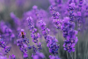 Planten die goed tegen droogte kunnen