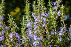 Planten die goed tegen droogte kunnen