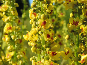 Planten die goed tegen droogte kunnen