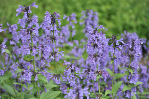 Planten die goed tegen droogte kunnen