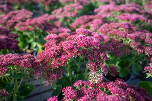 Planten die goed tegen droogte kunnen