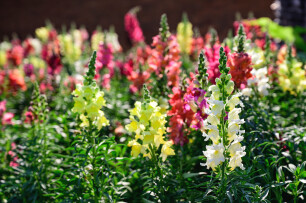 Planten die goed tegen droogte kunnen