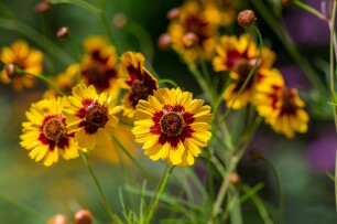 Planten die goed tegen droogte kunnen