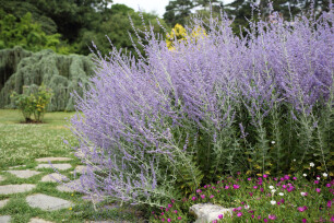 Planten die goed tegen droogte kunnen