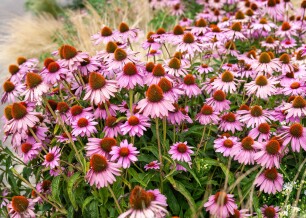 Planten die goed tegen droogte kunnen