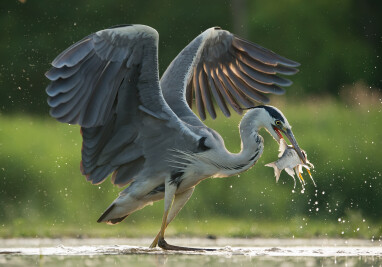 Reiger