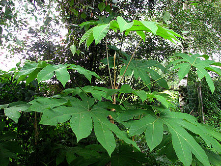 Tetrapanax papyrifer