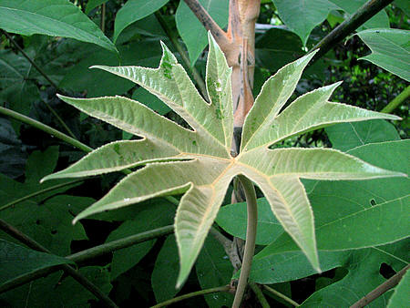 Tetrapanax papyrifer