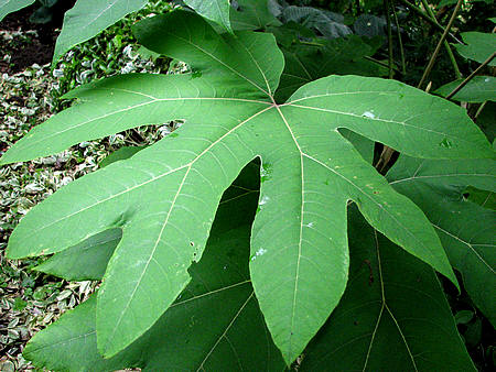 Tetrapanax papyrifer