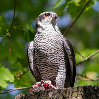 Havik - buizerd