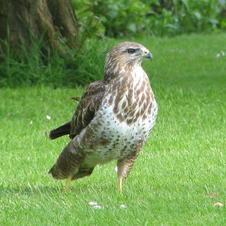 Buizerd