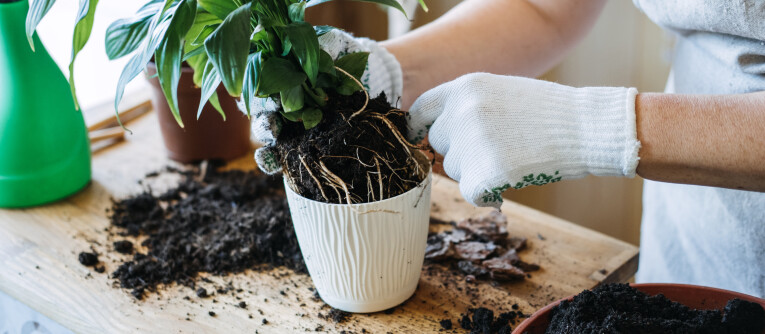 Kamerplanten verplanten