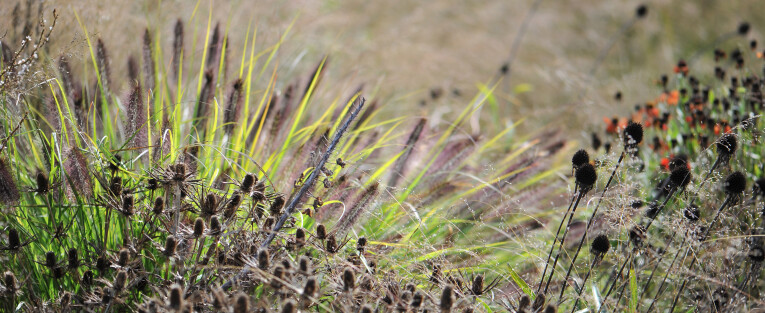 Siergrassen en silhouetten van vaste planten