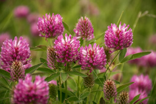 Rode klaver - Trifolium pratense