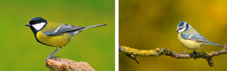 Parus major - Parus caeruleus