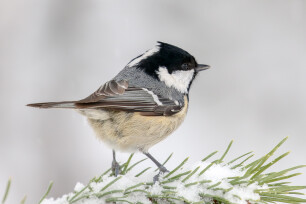 Zwarte mees - Periparus ater