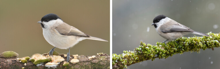 Matkop (Parus montanus) - Glanskop (Parus palustris)