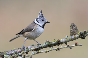 Kuifmees (Parus cristatus)